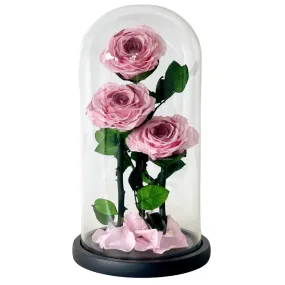 Three - Blush Roses