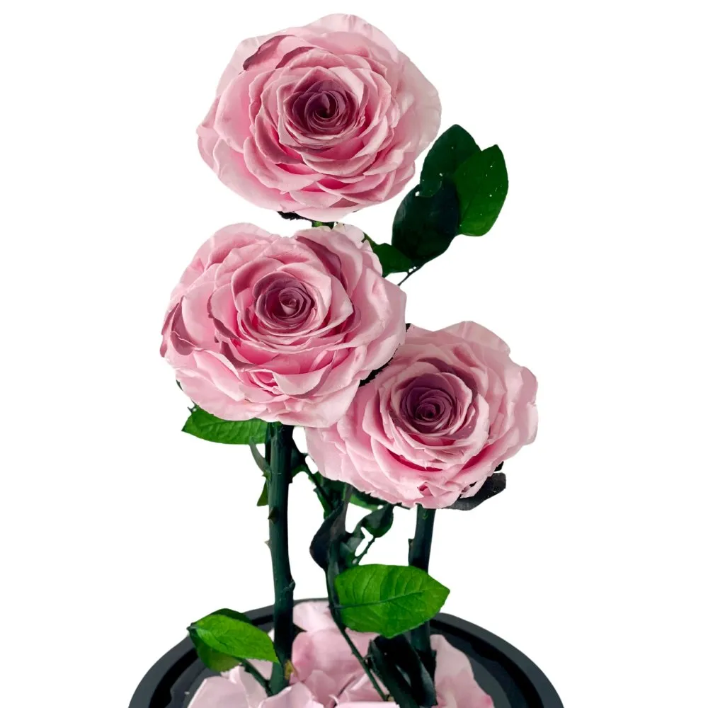 Three - Blush Roses