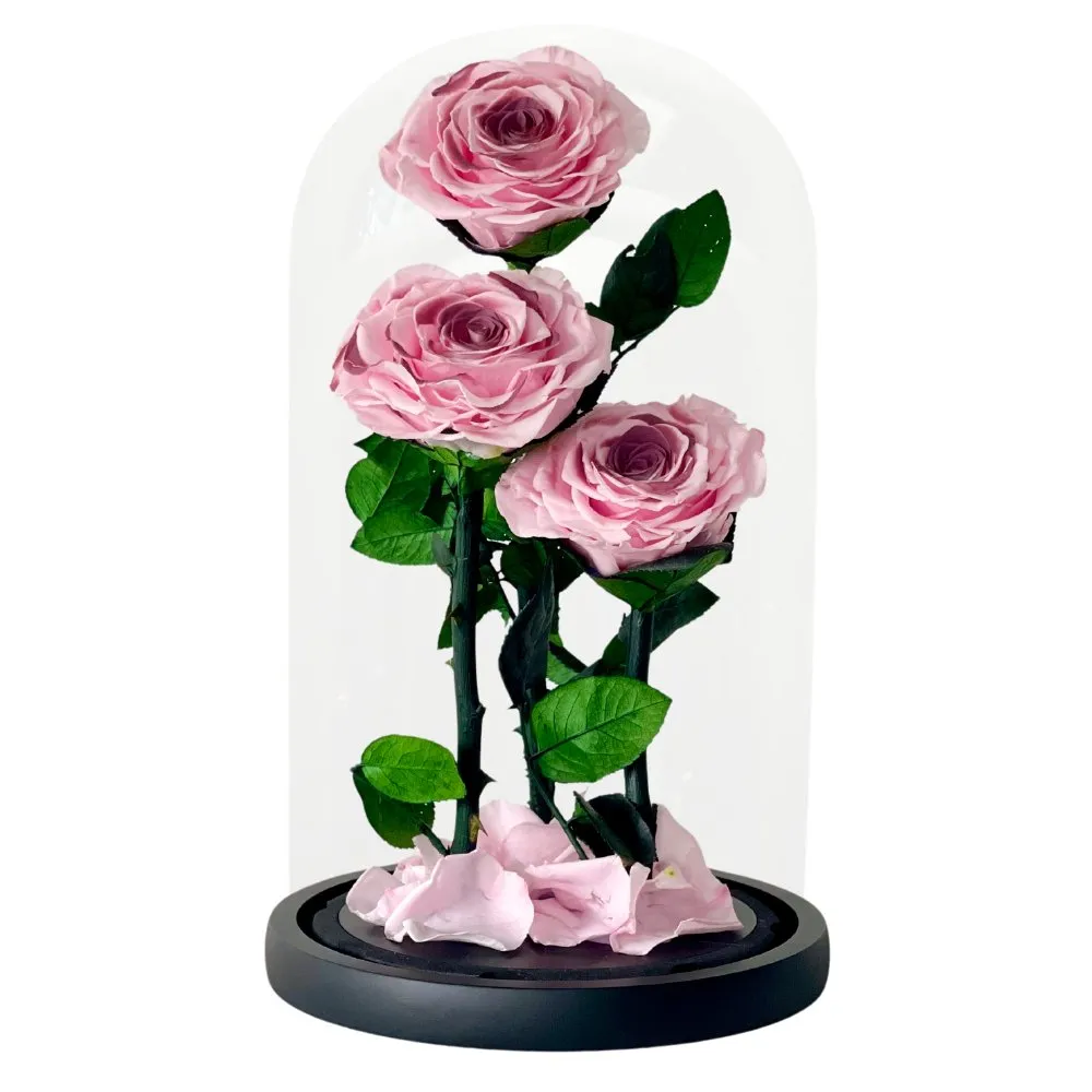 Three - Blush Roses